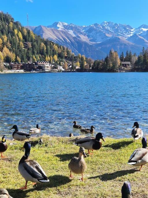 Superbe Appartement Champex-Lac Avec Piscine Et Sauna Eksteriør billede