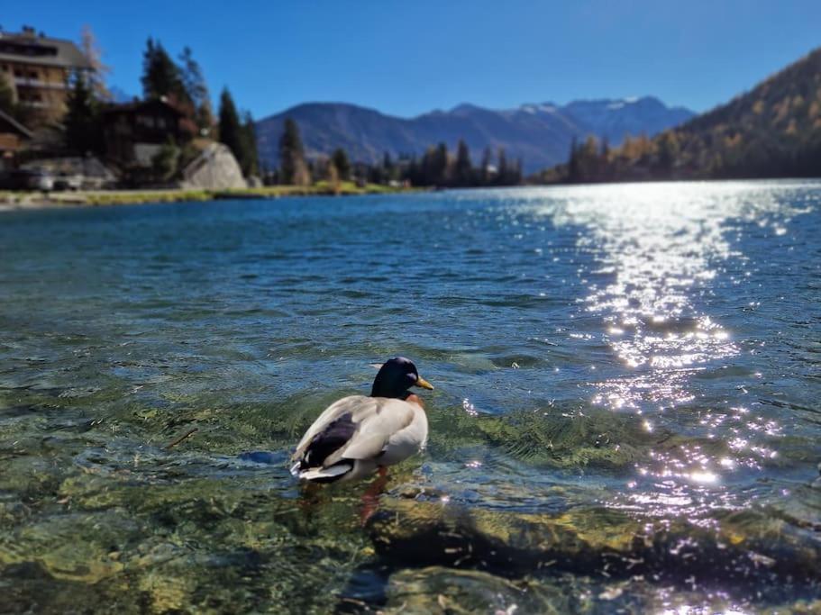 Superbe Appartement Champex-Lac Avec Piscine Et Sauna Eksteriør billede